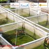 Application of IoT in Fish Farm or Aqua Farms 2